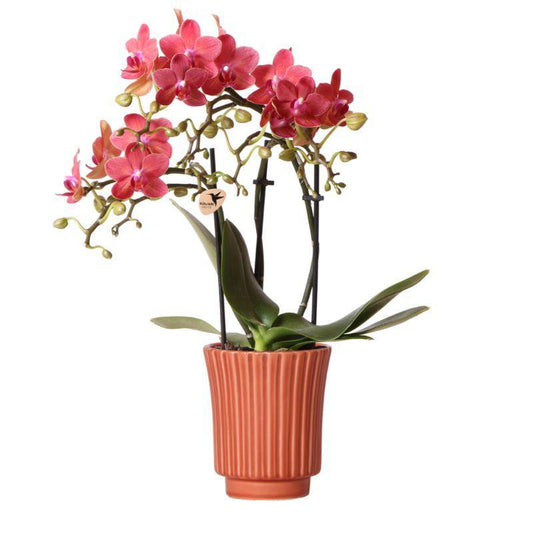 Kolibri-Orchids | Rote Phalaenopsis-Orchidee – Kongo + Retro Dekotopf Terrakotta – Topfgröße Ø9cm – 40cm hoch | Blühende Zimmerpflanze im Blumentopf – frisch vom Züchter