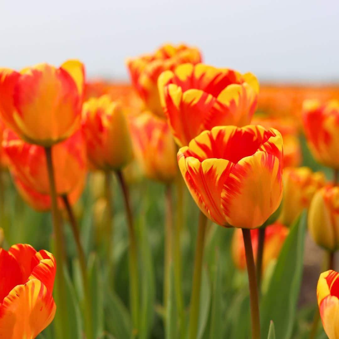 Flowerbulbs Amsterdam Dutch Tulip Mix - Luxusbox groß, 90 Premium Tulpenzwiebeln, Größe 12+"