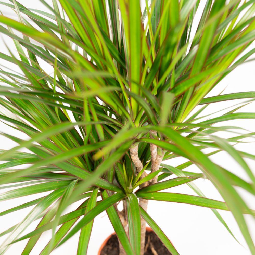 2x Dracaena - Höhe 90 cm - Ø17 cm | Pflegeleichte Zimmerpflanze für stilvolle Dekoration