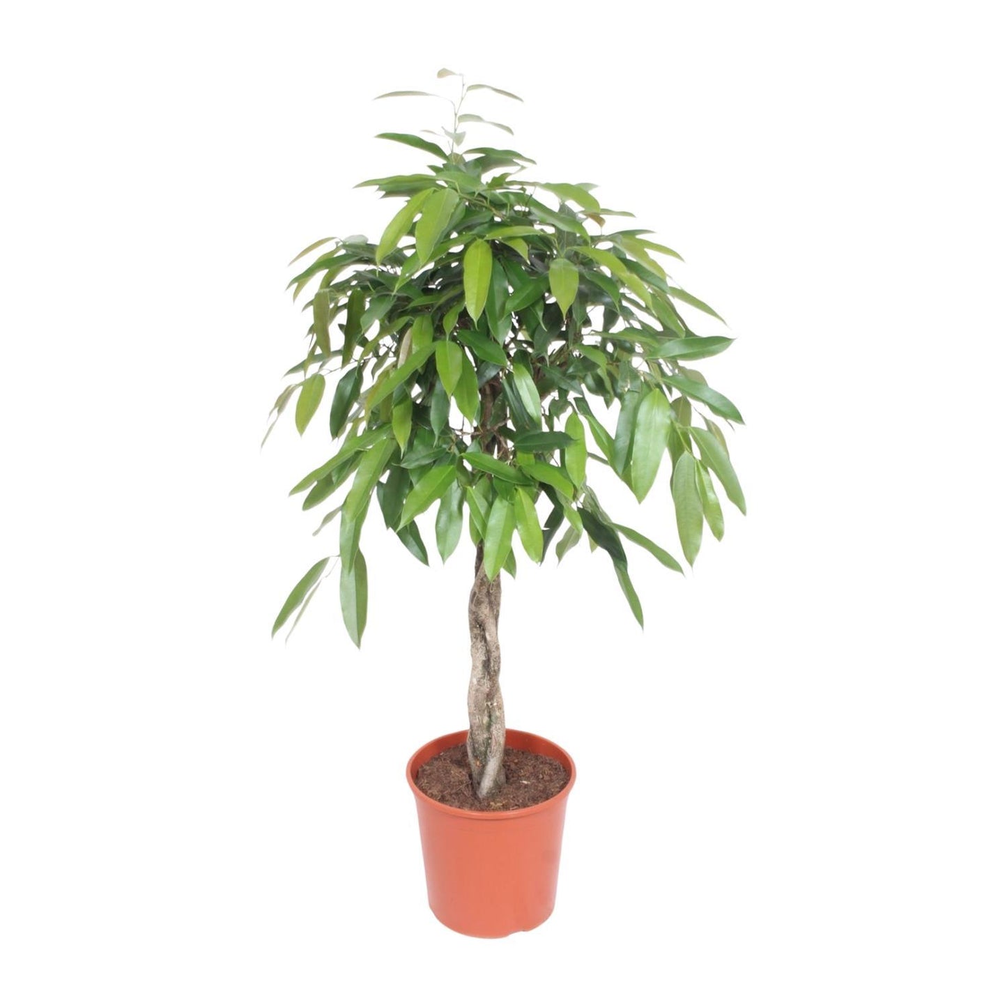 Ficus Amstel King Geflochtenem Stamm - 140 cm - Ø30 cm