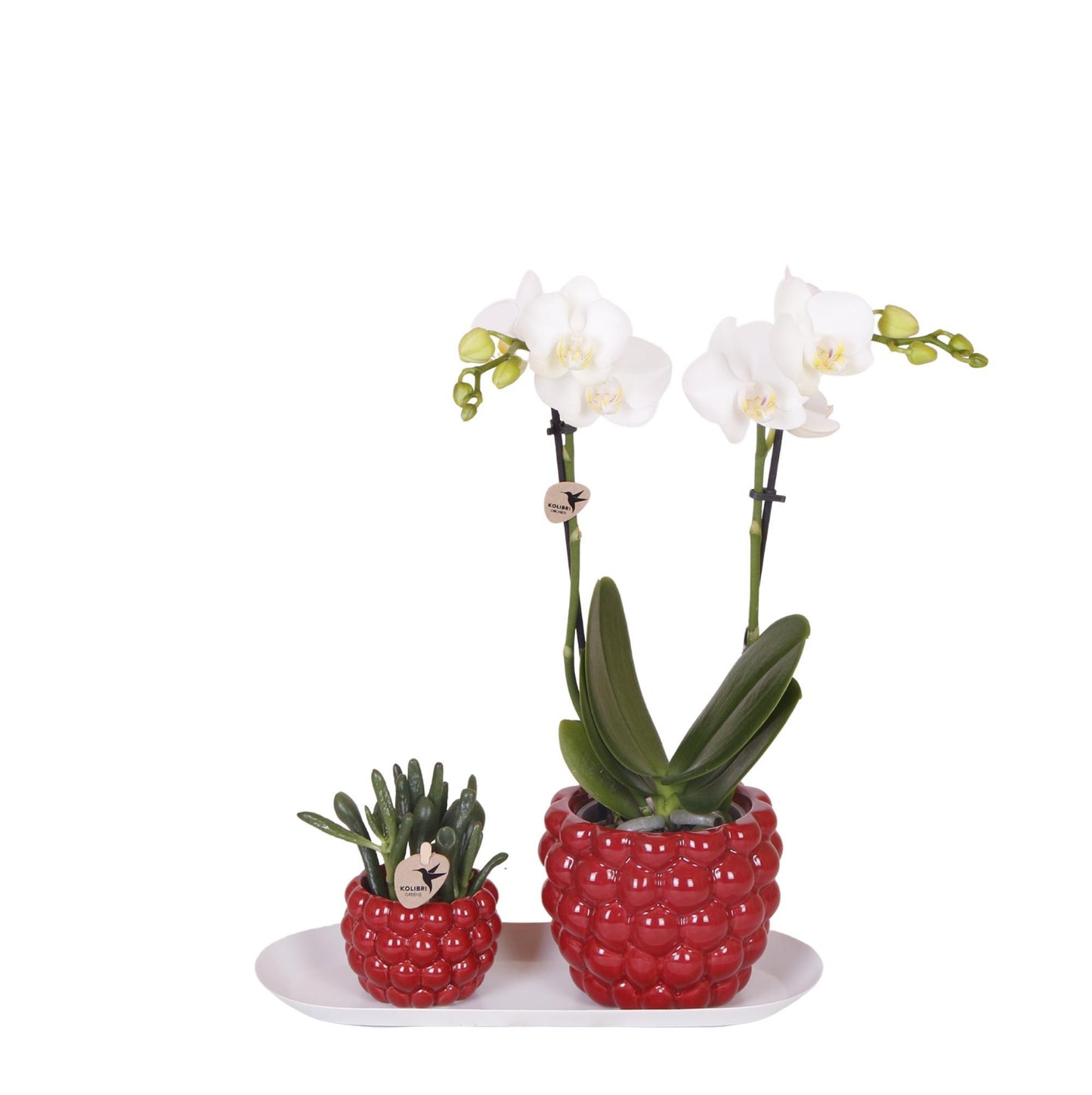 Kolibri Company - Set aus weißer Orchidee und Rhipsalis auf Bambustablett