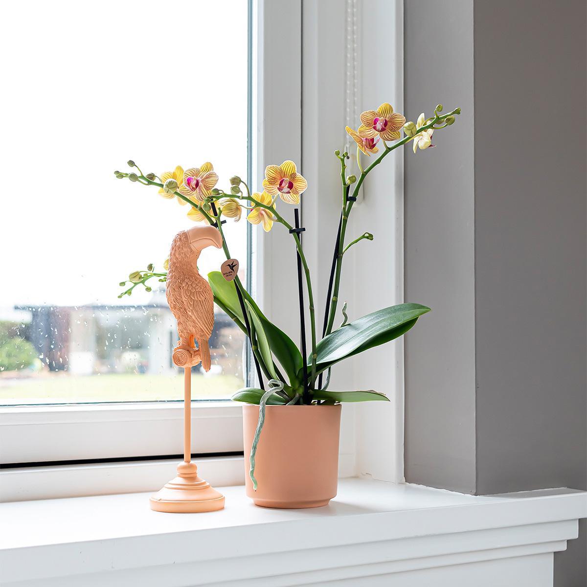 Kolibri Home | Ornament - Deko-Skulptur Tukan - Peach