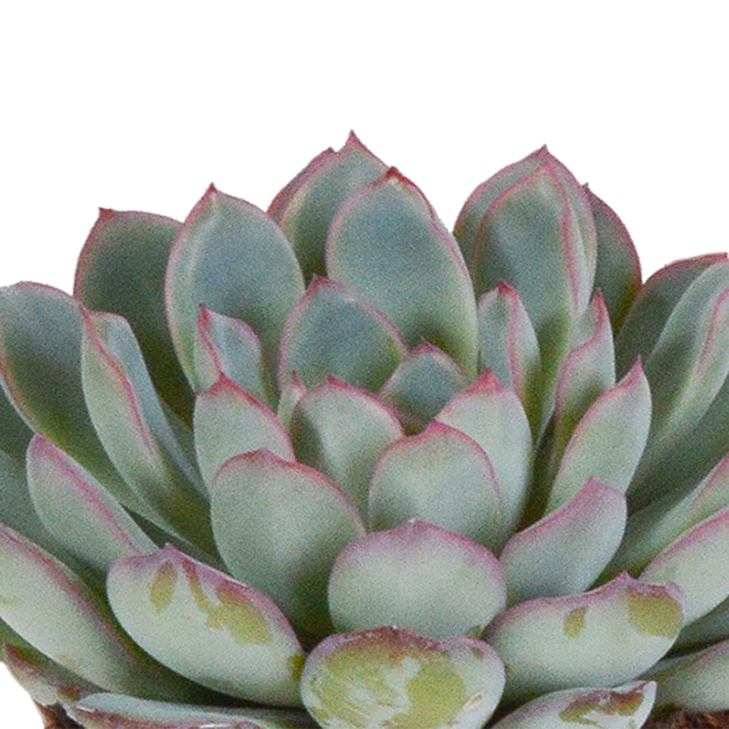 Echeveria-Mischung 8,5 cm - 3x - ohne Topf