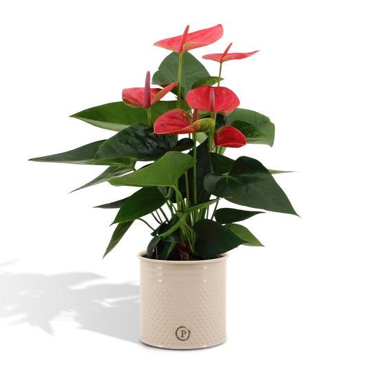 Anthurium Andreanum  Sweet Dream inkl. PURE zinktopf - 45cm - Ø12