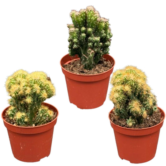 Cactus- Rotsen mix- 8.5cmØ- 13-17cm- 3 stuks  - Geen