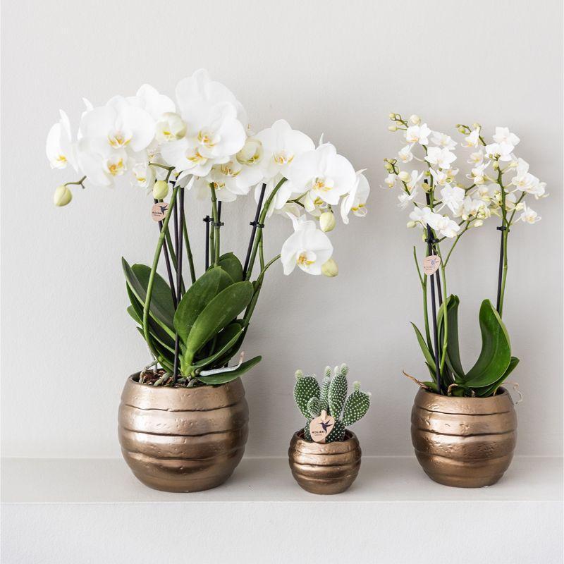 Komplettes Pflanzenset Home Hub | Grünpflanzen mit weißer Phalaenopsis-Orchidee inkl. schwarzen Keramik-Ziertöpfen und Zubehör