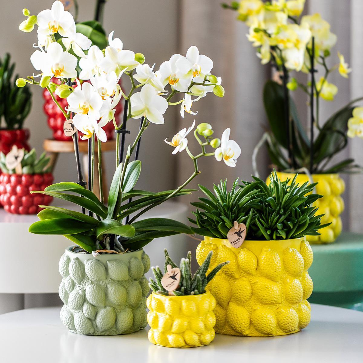 Gelbe Phalaenopsis-Orchidee - Mexiko + Citrus-Ziertopf grün - Topfgröße Ø9cm - 40cm hoch | blühende Zimmerpflanze im Blumentopf - frisch vom Züchter