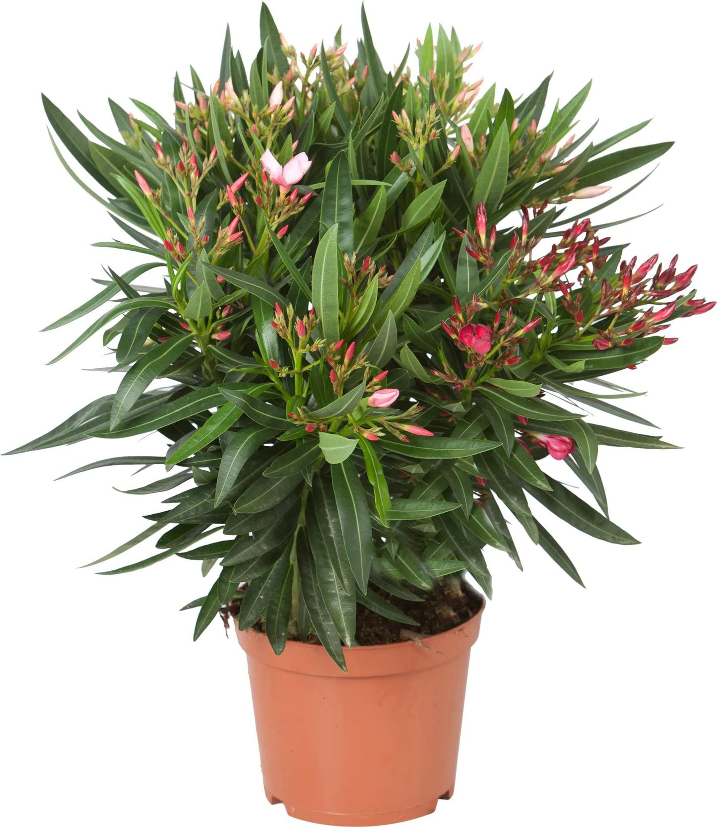 Nerium Oleander mit roten Blüten – Mediterrane Blütenpracht für Garten und Zuhause