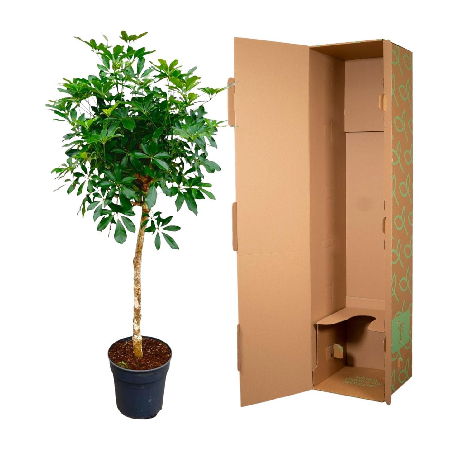 Schefflera op stam - 180cm - ø34