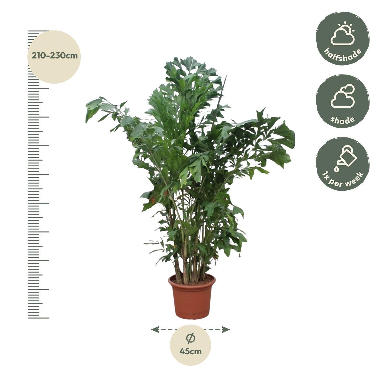 Caryota Mitis - 220 cm - ø45 | Imposante Tropenpalme für Exklusive Akzente