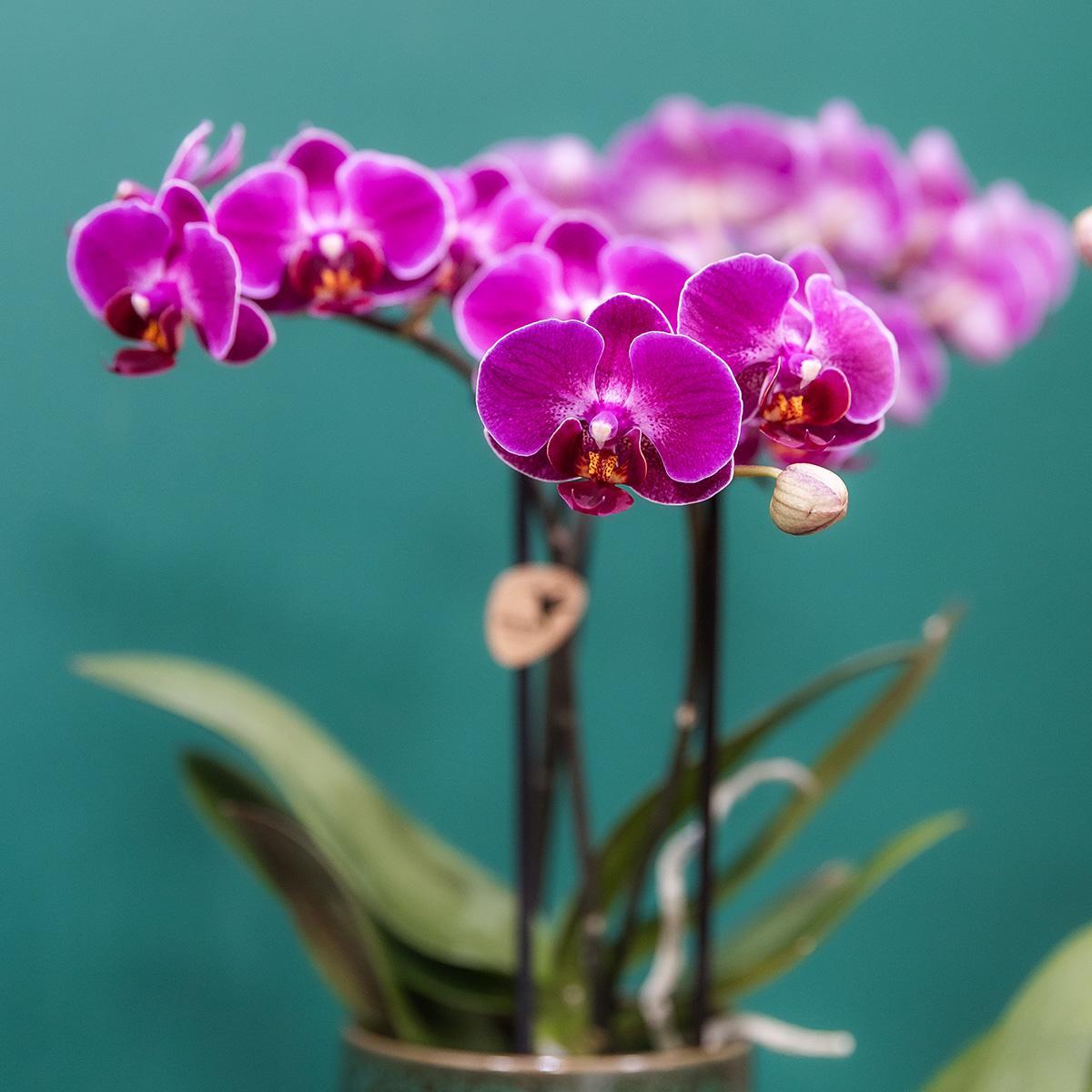 Lila Phalaenopsis Orchidee - Morelia Classy grün- Topfgröße Ø9cm | blühende Zimmerpflanze - frisch vom Züchter