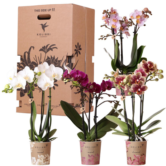 Kolibri Orchids - Überraschungsbox Mix - Pflanzen Vorteilsbox - Überraschungsbox mit 4 verschiedenen Orchideen - frisch vom Züchter