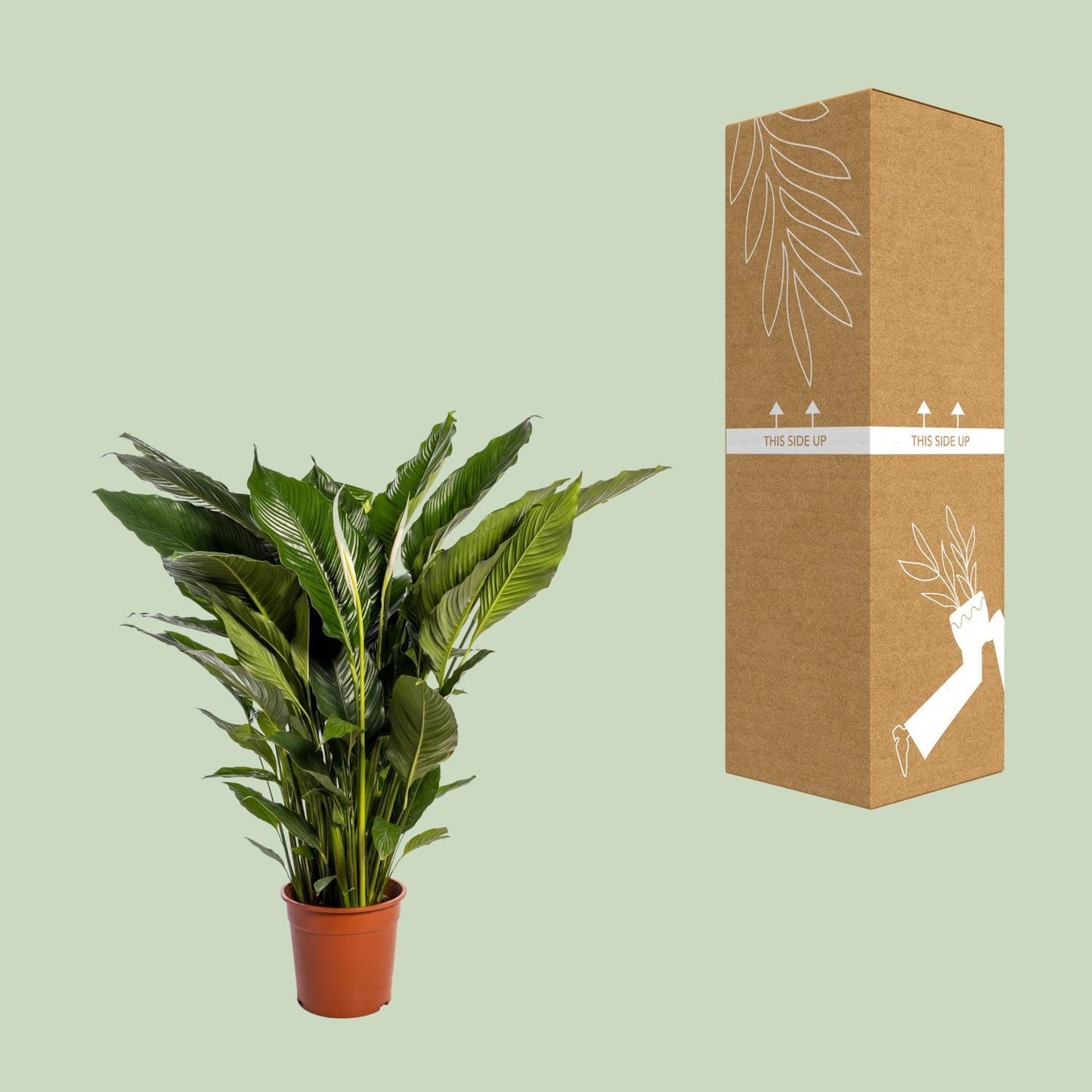 Spathiphyllum Sweet Sebastiano - Ø24cm - ↕110cm Luftreinigende XXL-Zimmerpflanze