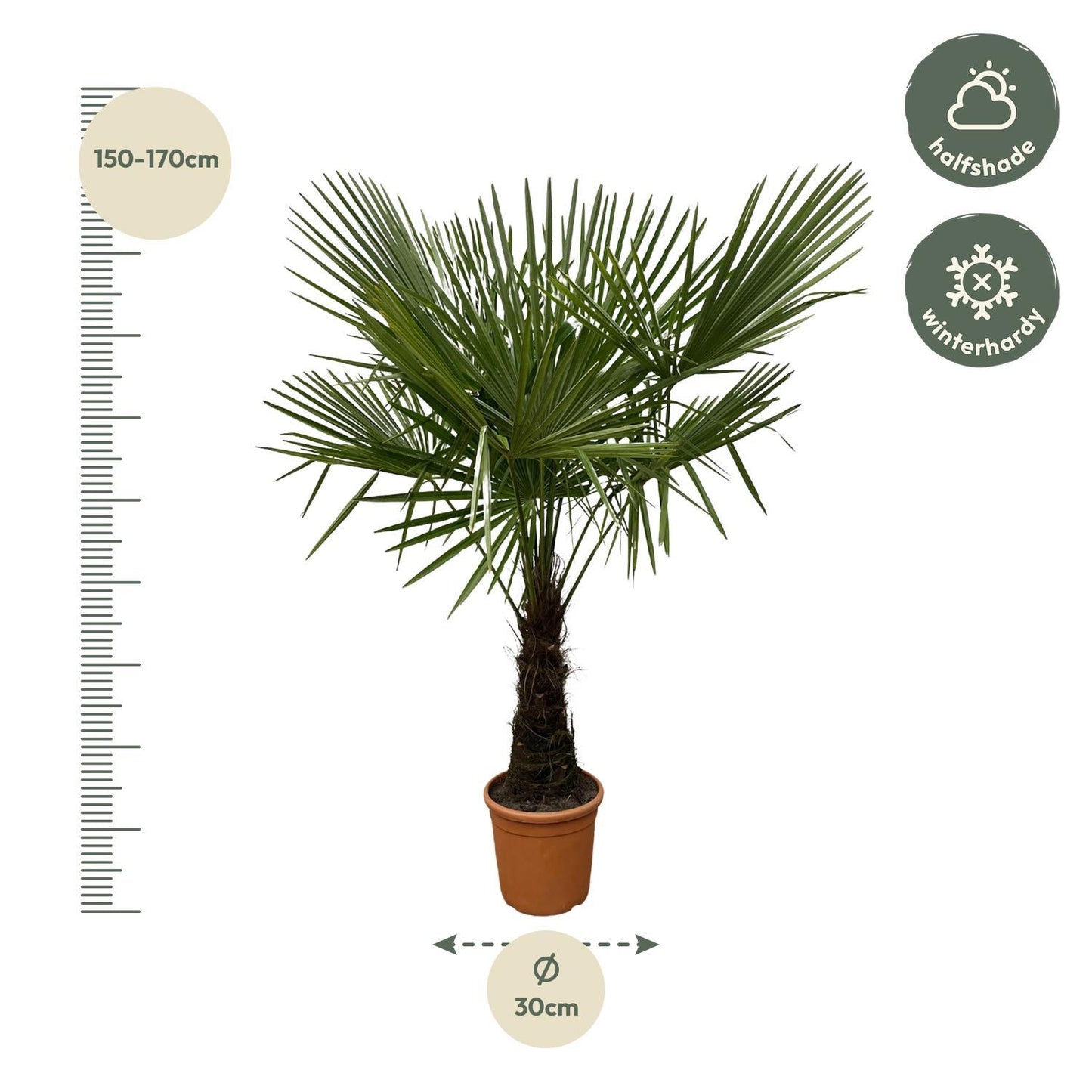 Trachycarpus - 180cm- Ø30