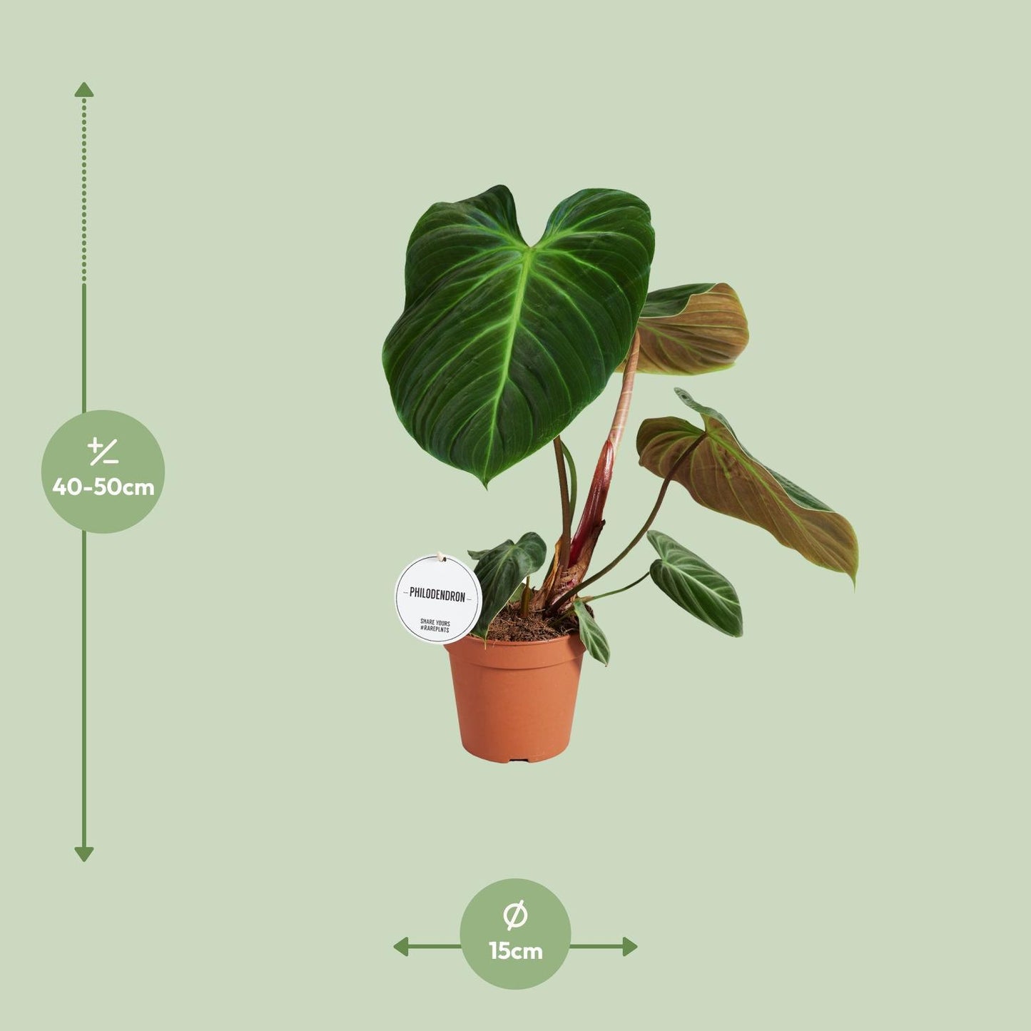 Philodendron El Choco Red – Exotischer Kletterphilodendron mit beeindruckendem Blattwerk (Ø 15 cm, Höhe 50 cm)