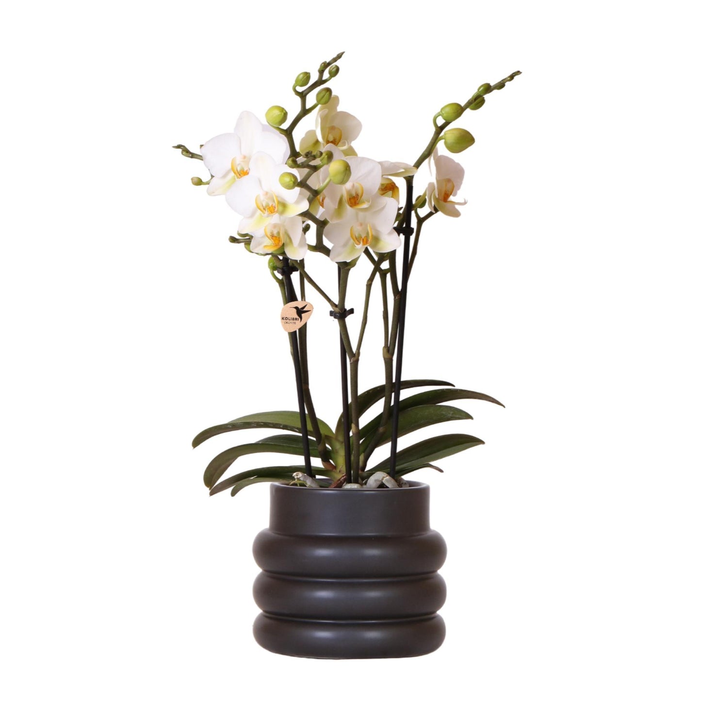 Kolibri Orchids | Weiße Phalaenopsis-Orchidee - Lausanne + Blumentopf schwarz- Topfgröße Ø9cm | blühende Zimmerpflanze - frisch vom Züchter