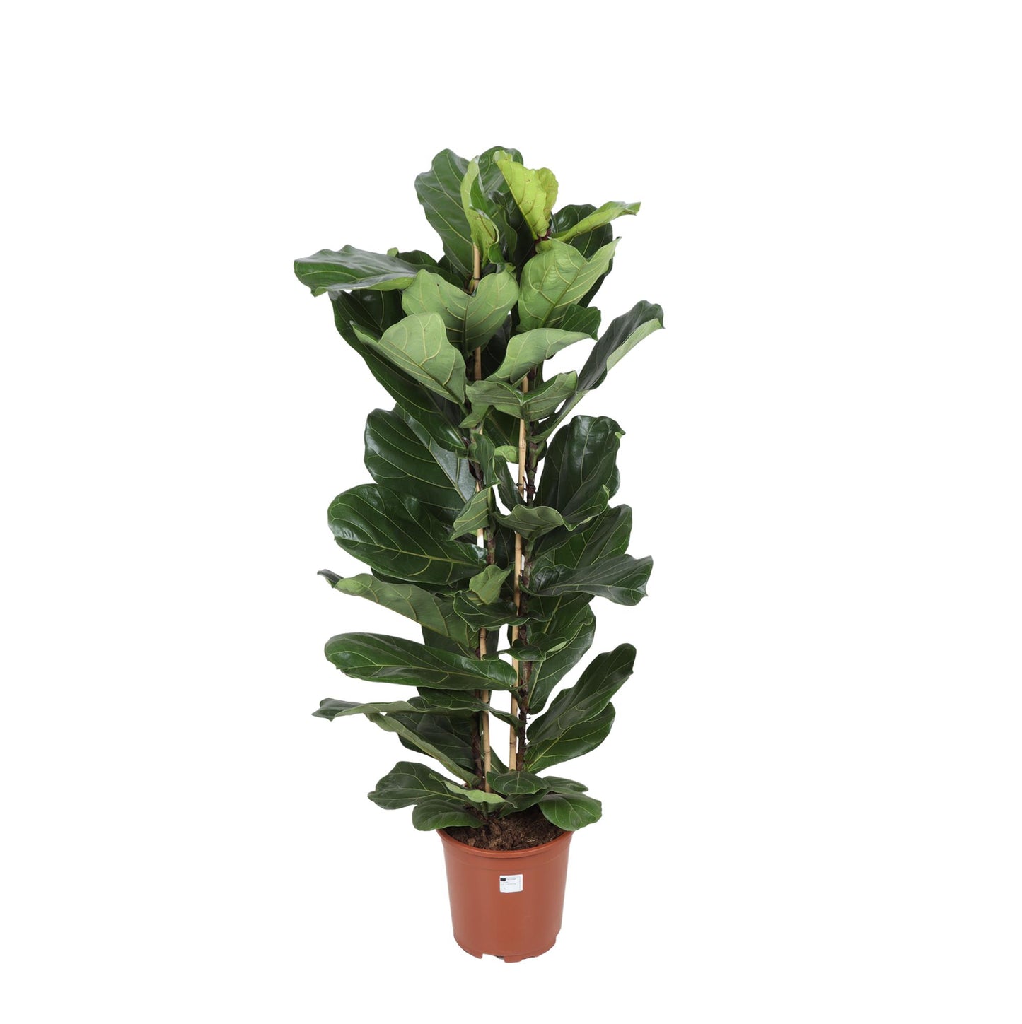 Ficus lyrata (2 touffe)