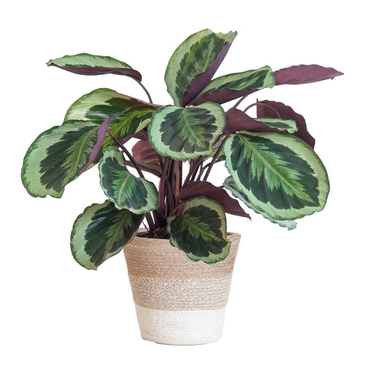 Calathea Medaillon mit weißem Lissabon-Korb - 65cm - Ø19