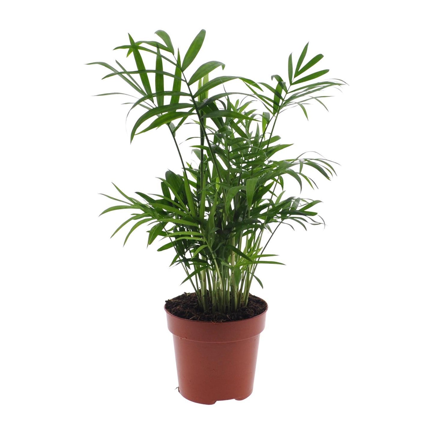 Chamaedorea Elegans - Ø12 cm - 40 cm Hoch | Stilvolle Bergpalme für Charmantes Ambiente