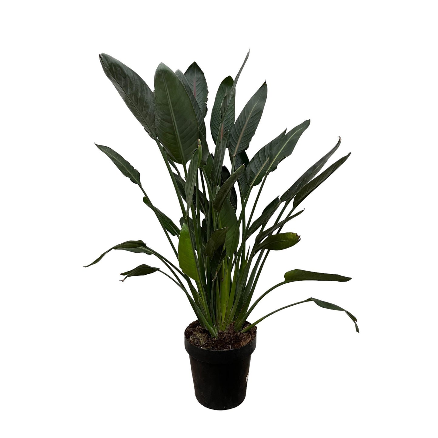 Strelitzia Reginae - 130 cm - Ø24