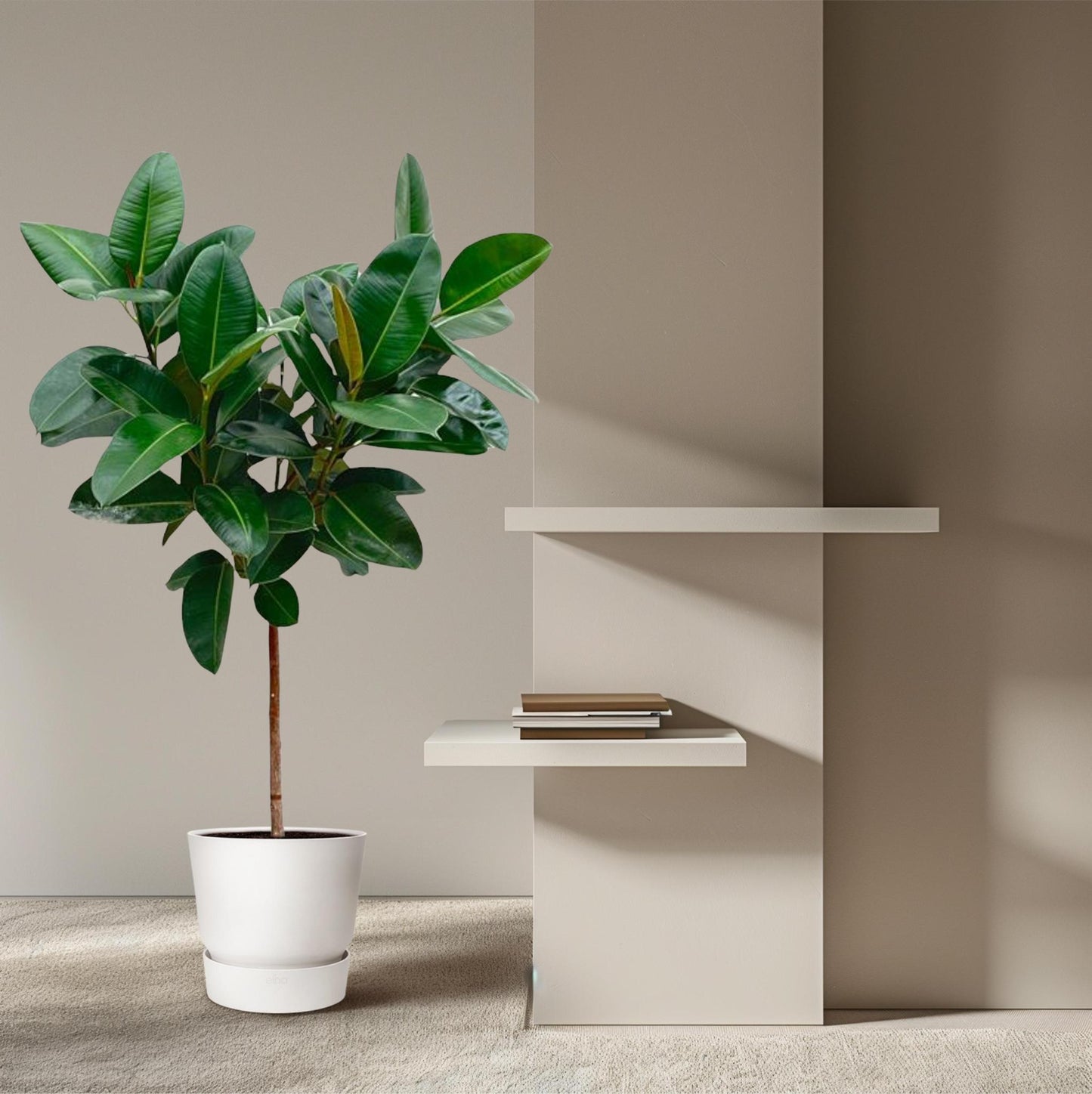 Ficus Elastica Robusta am Stamm - 130 cm - ø24