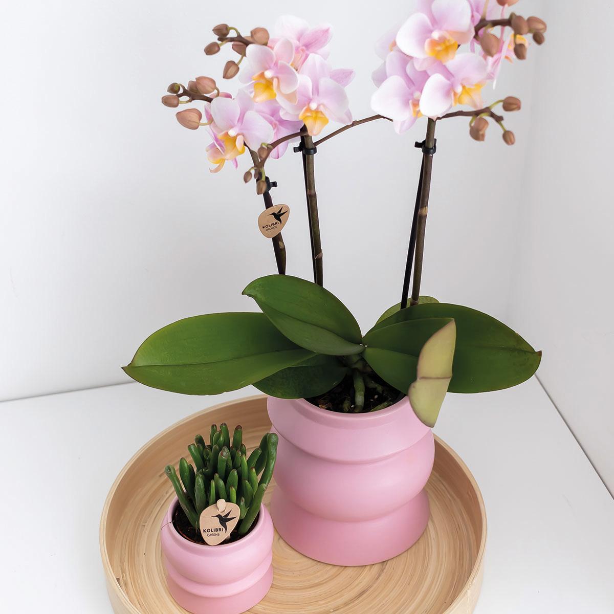 Kolibri Orchids | COMBI DEAL von 2 Rosa Phalaenopsis Orchideen - Andorra - Topfgröße Ø9cm | blühende Zimmerpflanze - frisch vom Züchter