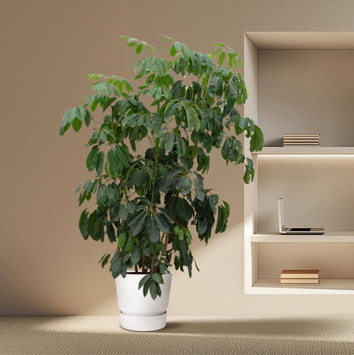 Schefflera Amate XL - 250 cm - ø50