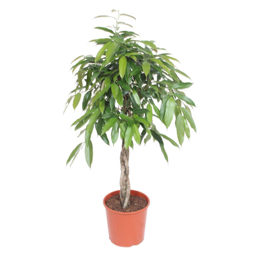 Ficus Amstel King Geflochtenem Stamm - 140 cm - Ø30 cm