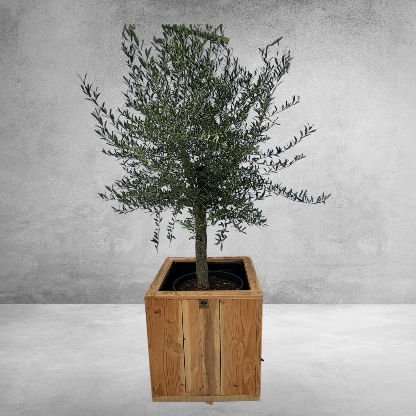 Olea europaea auf Stamm – Eleganter Olivenbaum im 35-Liter-Container (Olive auf Stamm)