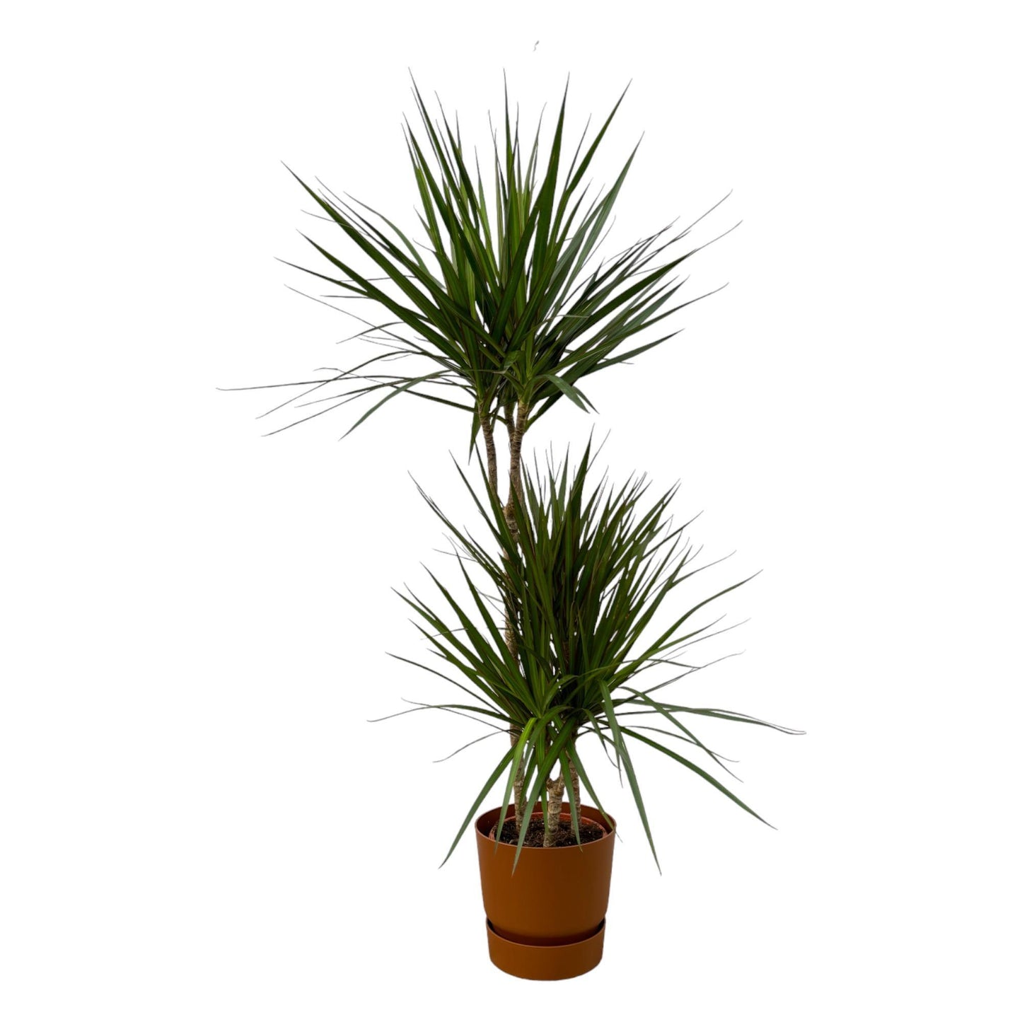 Dracaena Marginata - ↨120cm - Ø21cm inklusive elho Greenville Round Topf in Braun D24xH23