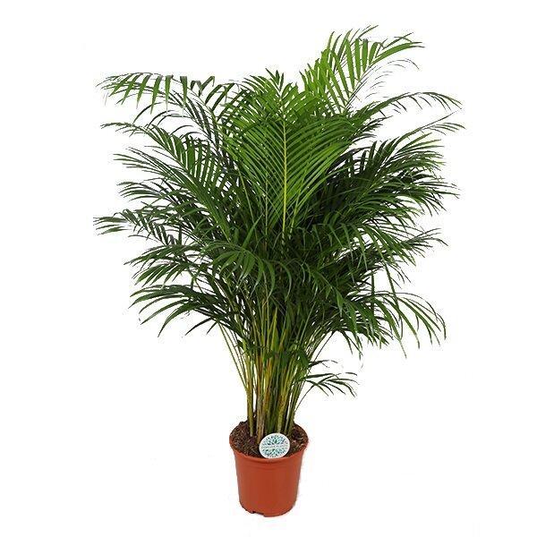 Areca-Palme - Ø17 cm - Höhe 160 cm | Pflegeleichte Zimmerpflanze