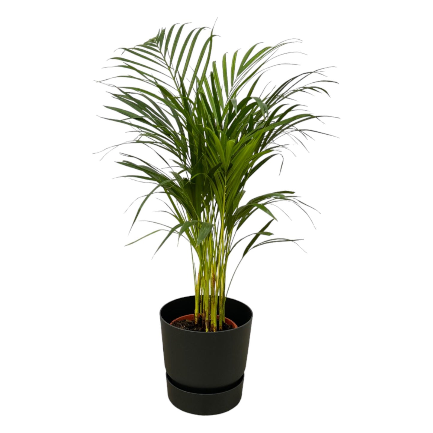 Areca-Palme - 85 cm Höhe - Ø19 cm - Inklusive Elho Greenville Round Topf (Schwarz) D24xH23 - Elegante Zimmerpflanze für moderne Innenräume