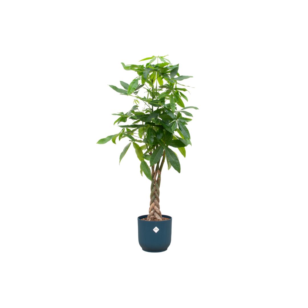 Pachira Aquatica mit elho Vibes Fold Round in Blau – Eleganter Geldbaum im modernen Topf (160 cm Höhe, Ø 30 cm)