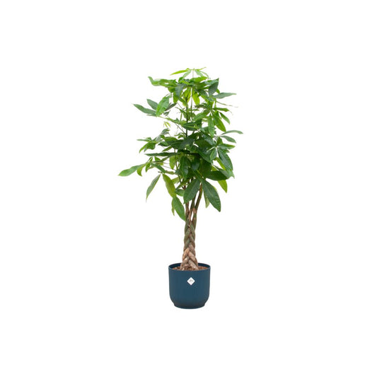 Pachira Aquatica mit elho Vibes Fold Round in Blau – Eleganter Geldbaum im modernen Topf (160 cm Höhe, Ø 30 cm)