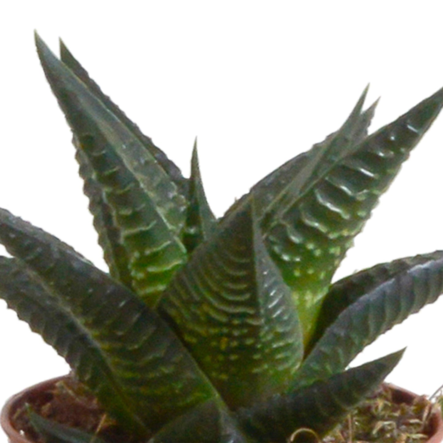 Gasteria/Haworthia-Mischung 5,5cm - mit weißen Top - 5x