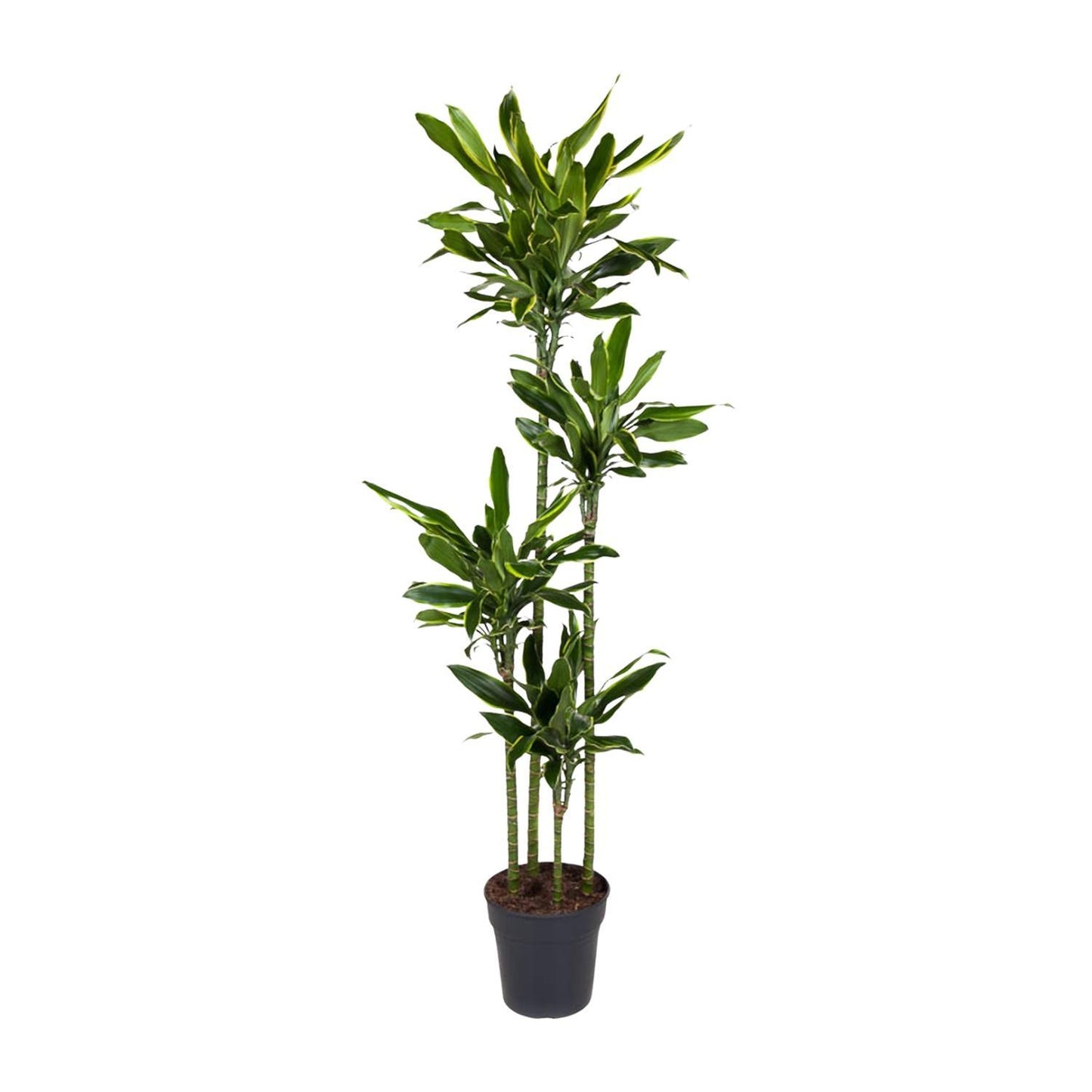 Dracaena Golden Coast - 170 cm - ø27