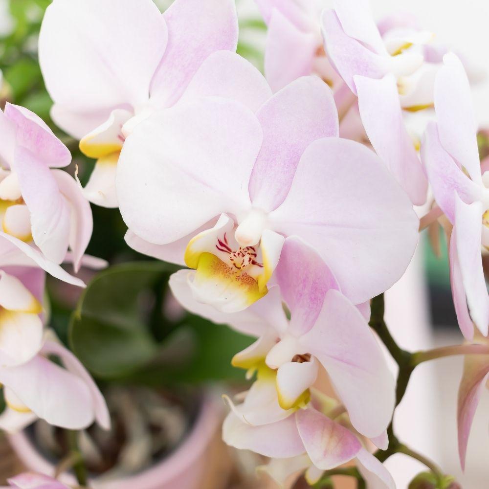 Rosa Phalaenopsis Orchidee - Andorra + Goldfuß Ziertopf rosa - Topfgröße Ø9cm - 35cm hoch | blühende Zimmerpflanze im Blumentopf - frisch vom Züchter