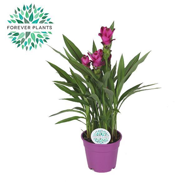 Curcuma Siam Splash - Ø17cm - ↕60cm