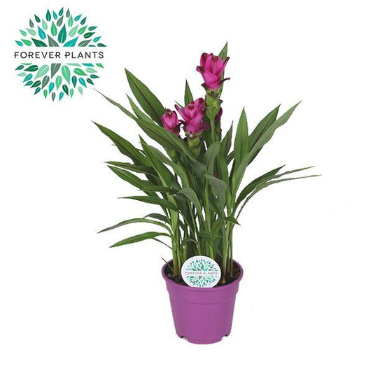 Curcuma Siam Splash - Ø17cm - ↕60cm