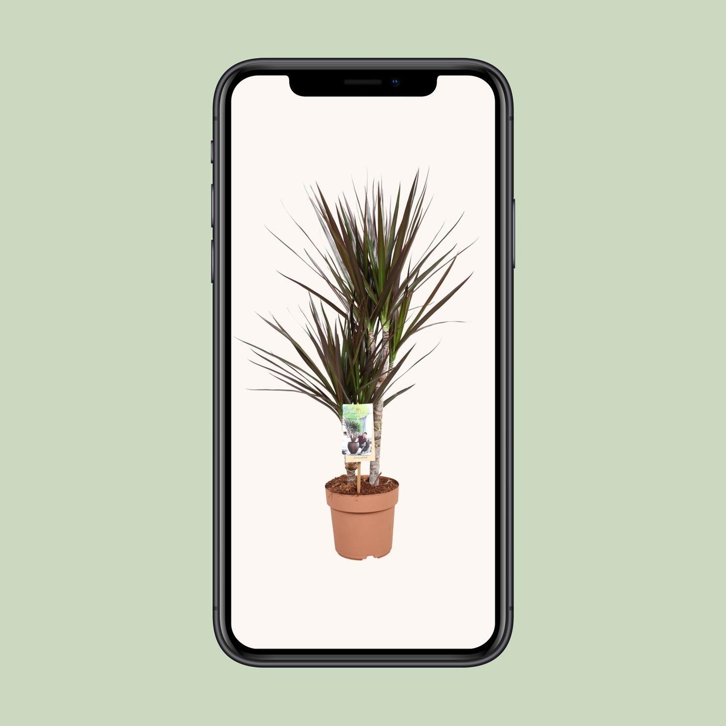 Dracaena Magenta - Ø17 ↕80