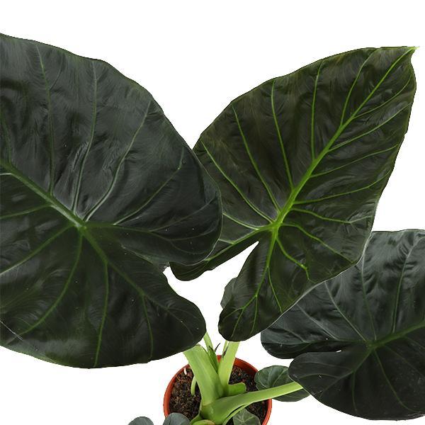 Alocasia 'Regal Shield'  | In elegantem Boule WIT Topf | Ø21cm Topf, ↕100cm Höhe