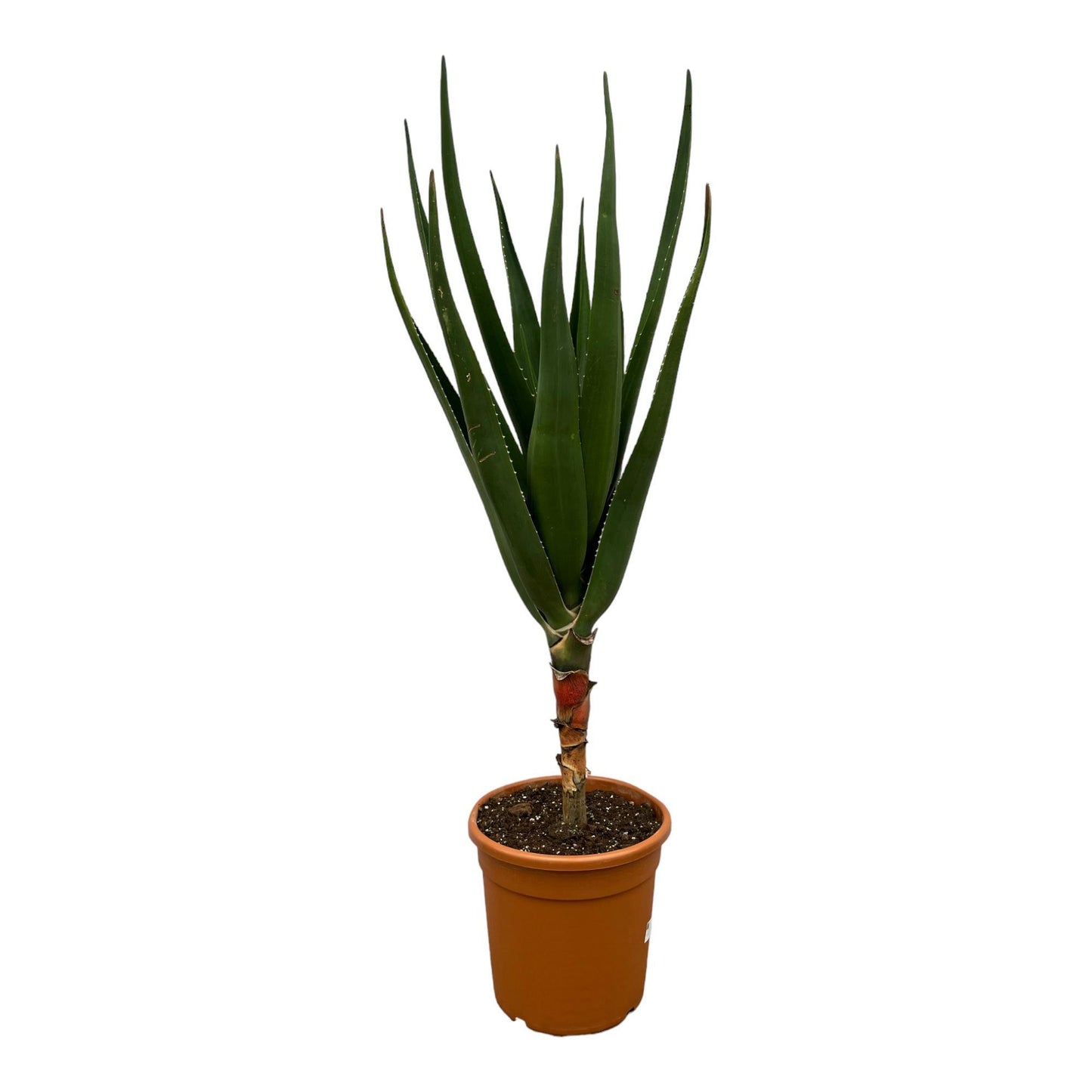 Aloe Barberae - 140 cm - Ø30cm