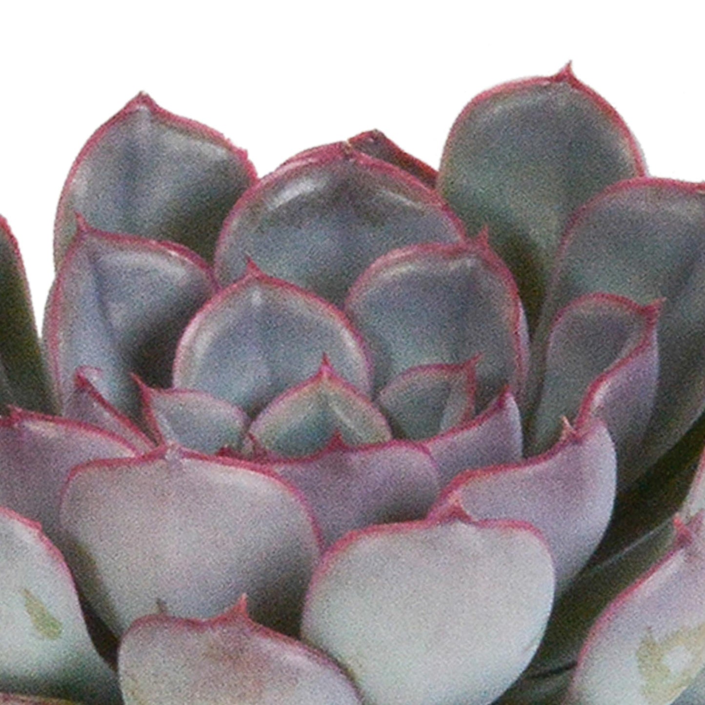 Echeveria-Mischung 8,5 cm - 3x - ohne Topf