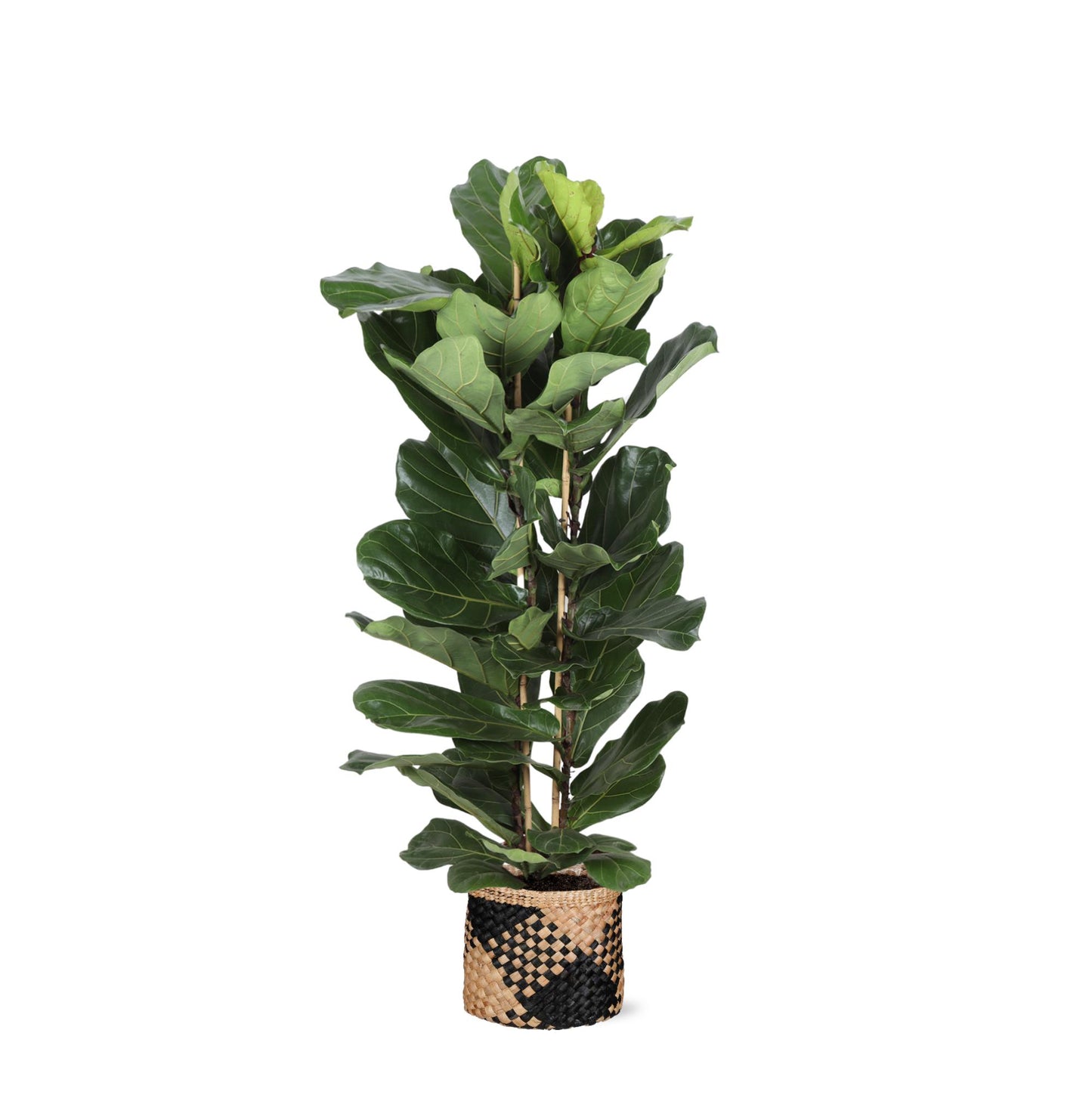 Ficus Lyrata Ø27cm ↕140cm in Albury BLACK print mand