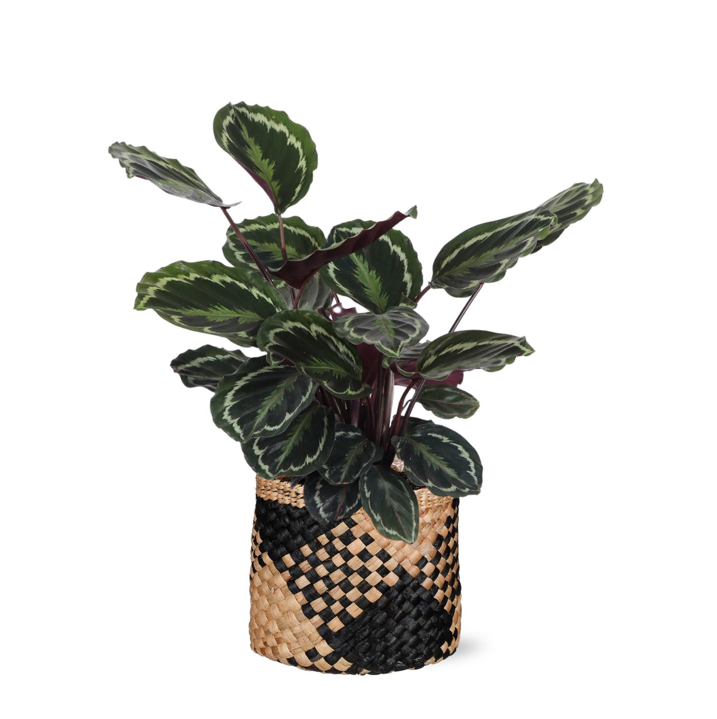 Calathea Medaillon Ø21cm - ↕70cm in Albury BLACK print Korb