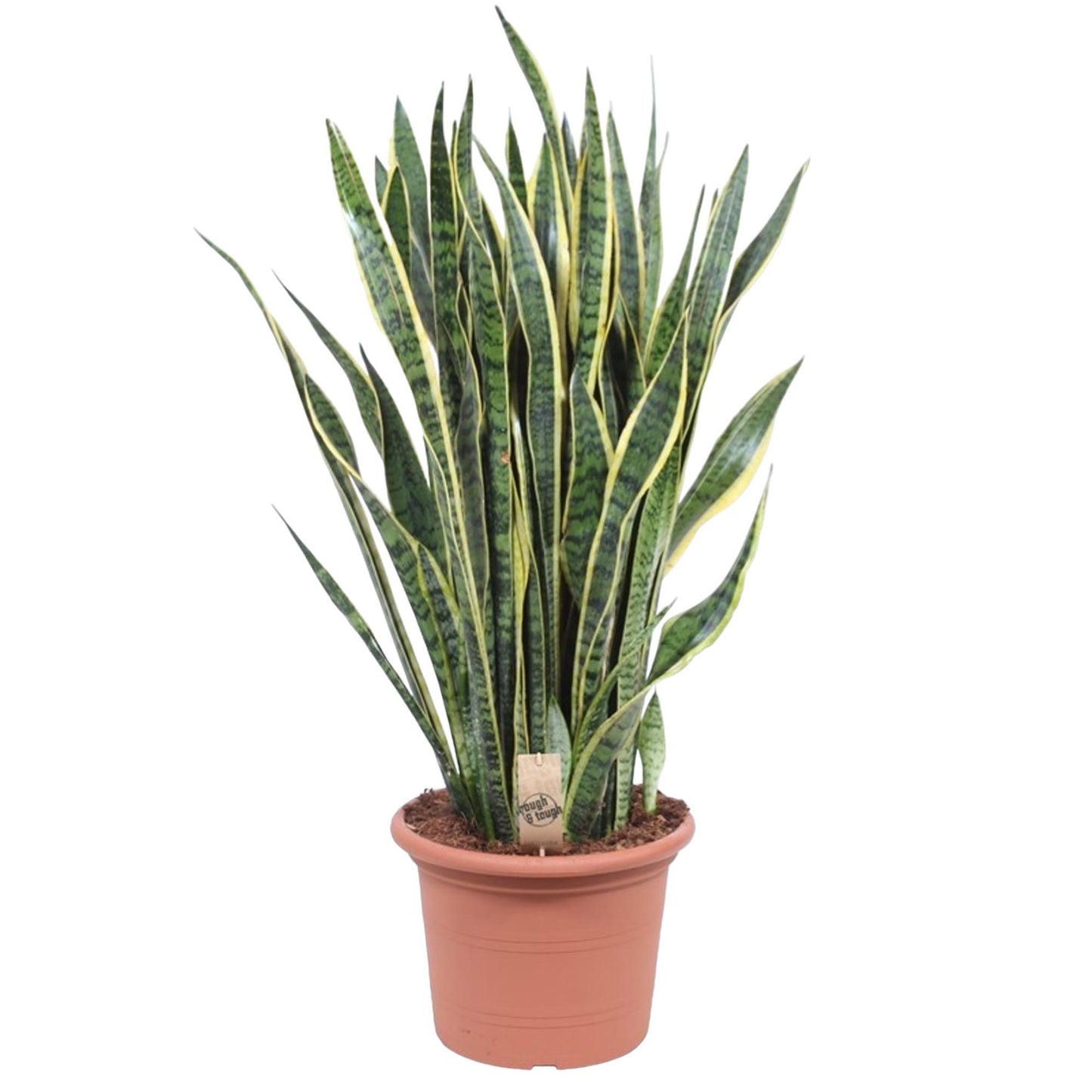 Sansevieria Laurentii - 100 cm - ø35