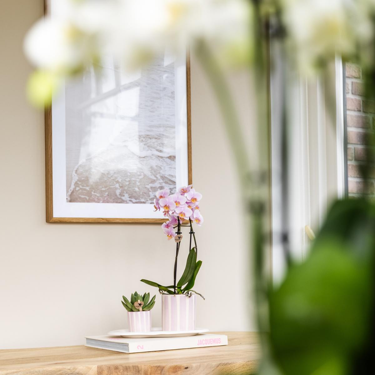 Kolibri Orchids | Geschenkset Mediterranean Sunset Klein | Grüne Pflanze mit Rosa Phalaenopsis Orchidee Andorra in Painted Stripe Zierpflanzentöpfen auf Weißem Organischen Tablett