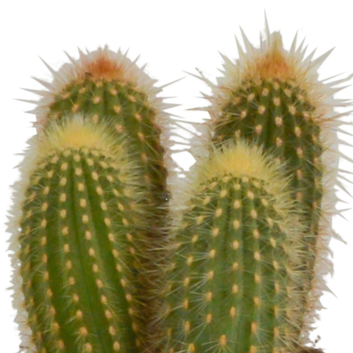 Cereus-Mischung 10,5 cm - 3x - im weißen Topf