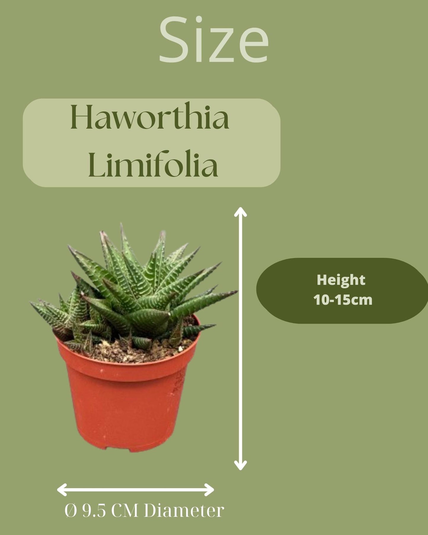 Sukkulente Haworthia Limifolia - Ø8,5 cm - Höhe 10-15 cm - 3 Stück - Mexiko