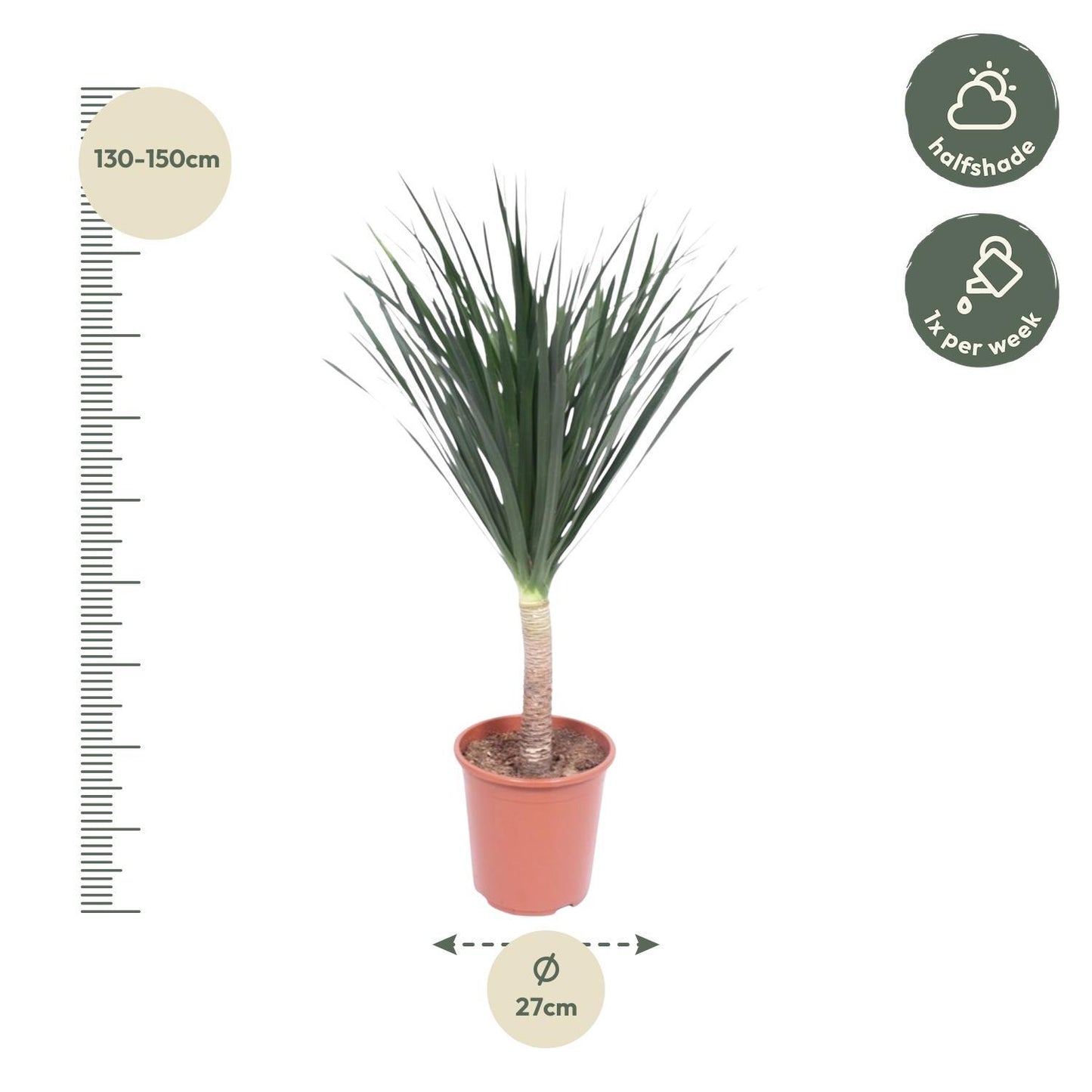 Dracaena Draco - 140 cm - ø27